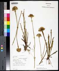 Helenium vernale image