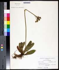 Hieracium aurantiacum image