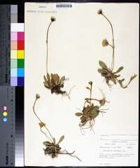 Hieracium pilosella image