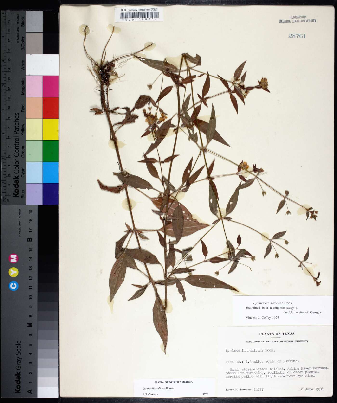 Lysimachia radicans image