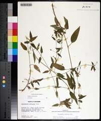 Lysimachia radicans image