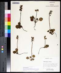 Pyrola chlorantha image