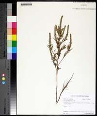 Iva angustifolia image