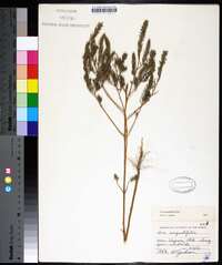 Iva angustifolia image