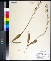 Samolus ebracteatus image