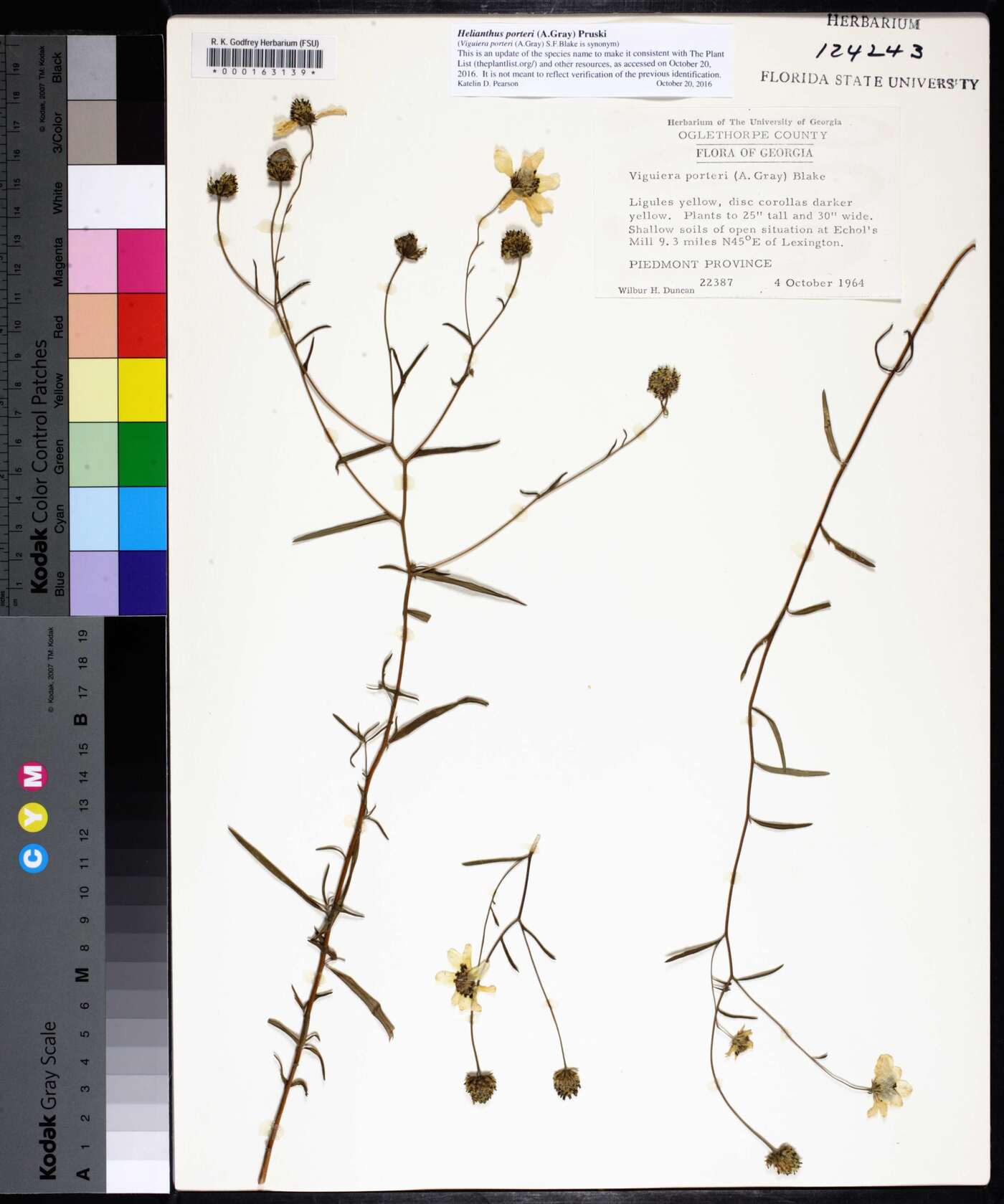 Helianthus porteri image
