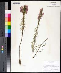 Liatris elegans image