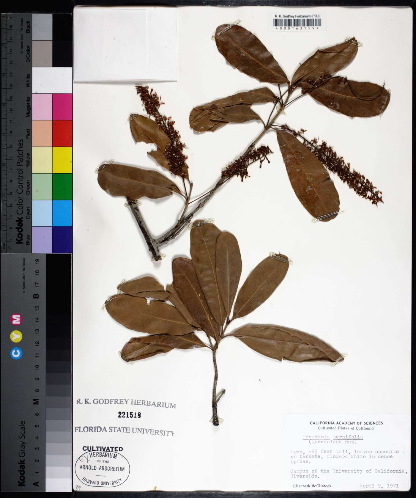 Macadamia ternifolia image