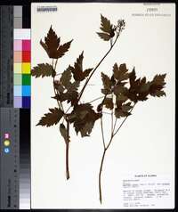 Actaea rubra image