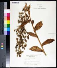 Lactuca biennis image