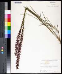 Liatris acidota image