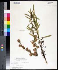 Liatris aspera image