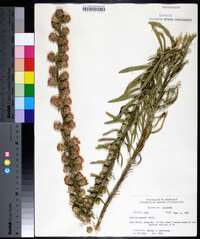 Liatris aspera image