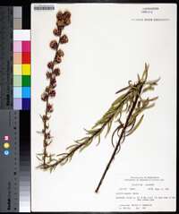 Liatris aspera image