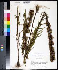 Liatris aspera image