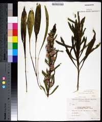 Liatris aspera image