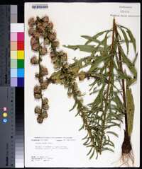 Liatris aspera image