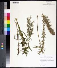 Liatris elegans image