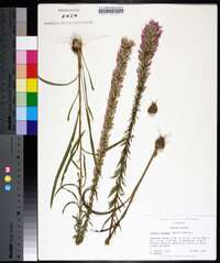 Liatris elegans image