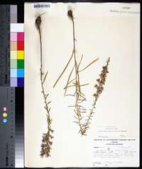 Liatris elegans image