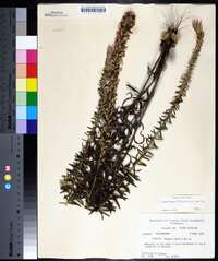 Liatris elegans image