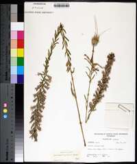 Liatris elegans image