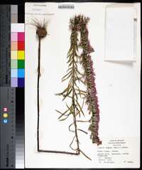 Liatris elegans image