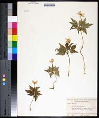 Anemone quinquefolia image