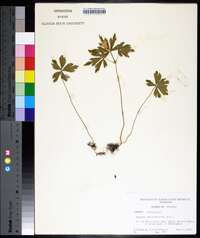 Anemone quinquefolia image