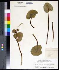 Caltha palustris image