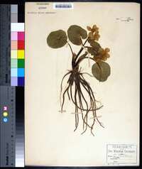 Caltha palustris image