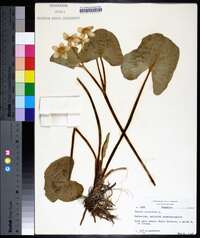 Caltha palustris image