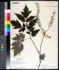 Actaea podocarpa image