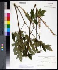 Actaea racemosa image