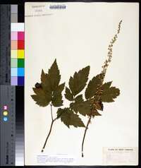 Actaea racemosa image