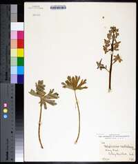 Delphinium exaltatum image