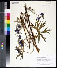 Delphinium alabamicum image