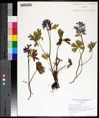 Delphinium tricorne image