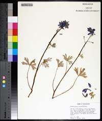 Delphinium tricorne image