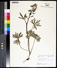 Delphinium tricorne image