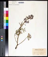 Delphinium tricorne image
