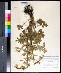 Delphinium carolinianum subsp. virescens image