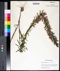 Liatris elegans image