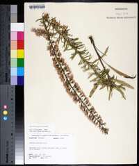 Liatris gracilis image