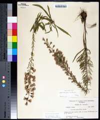 Liatris gracilis image