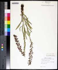 Liatris gracilis image