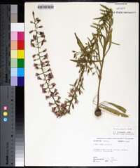 Liatris gracilis image