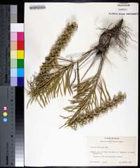 Liatris mucronata image