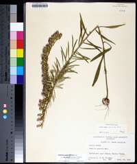 Liatris pauciflora image