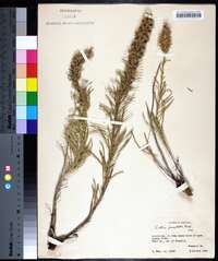 Liatris punctata image